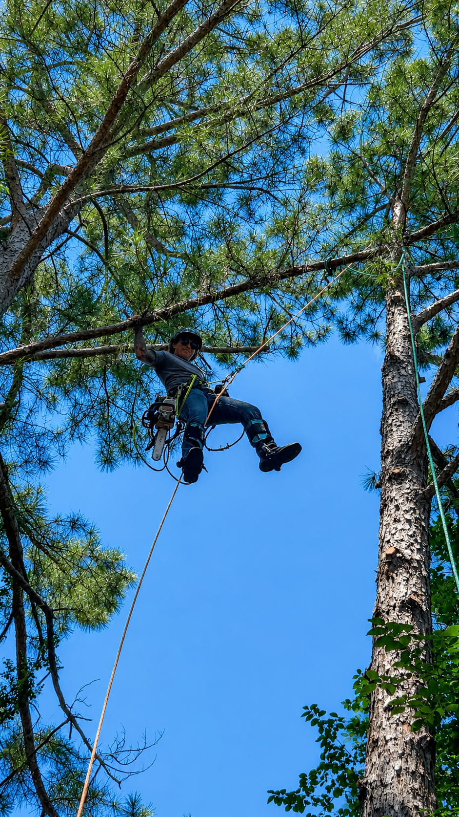 BNR Tree Service crew at work